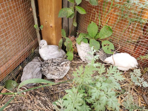 Everything You Need to Know About Raising Quail