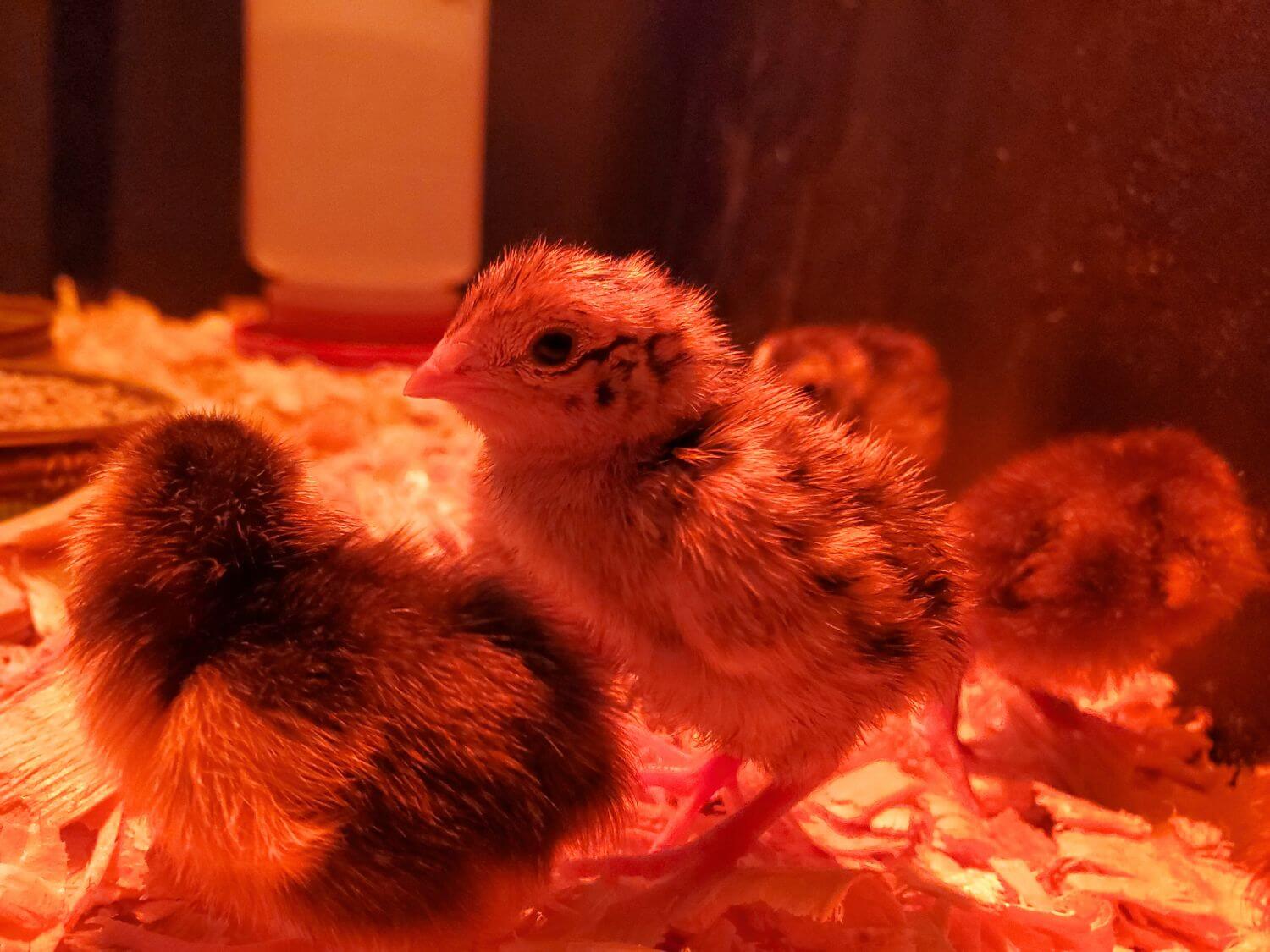 A Complete Guide to Brooding Quail Chicks