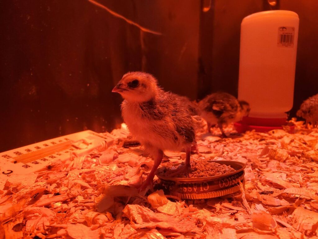 A quail chick stands in a brooder