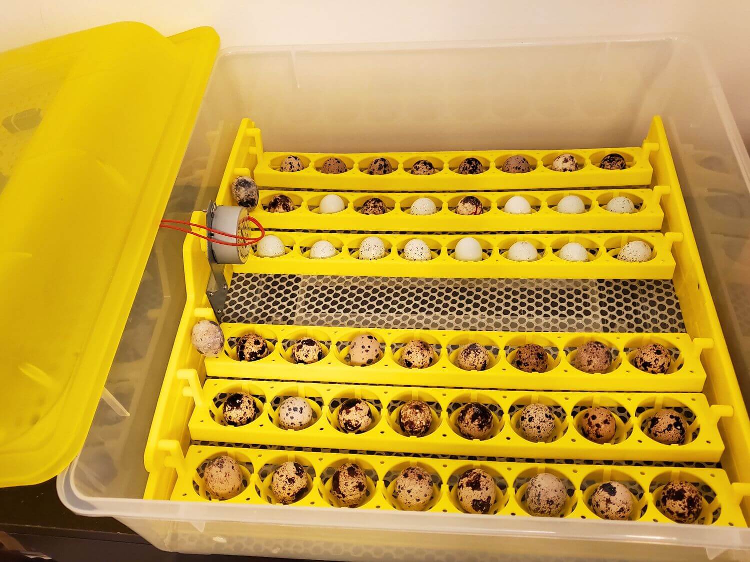 A Complete Guide to Incubating and Hatching Quail Eggs