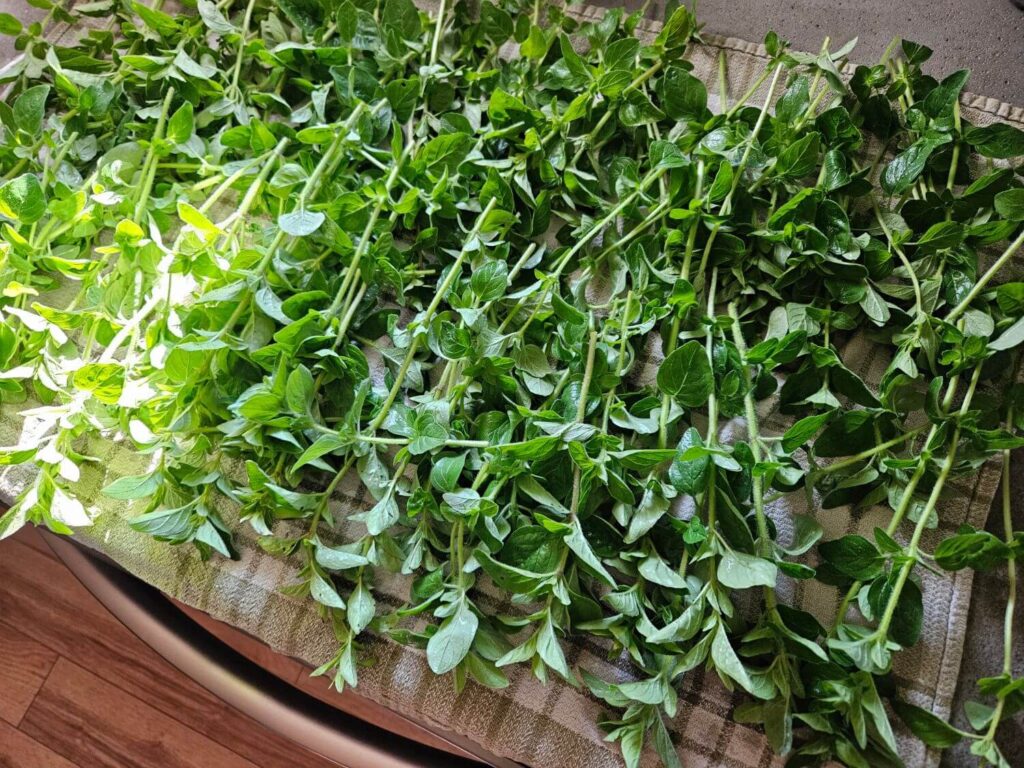 Oregano drying on a towel