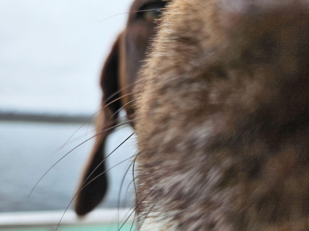 An extreme close up of a German Shorthaired Pointer