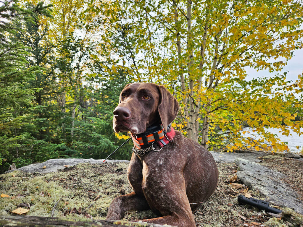 A German Shorthaired Pointer surrounded by fall forest colours