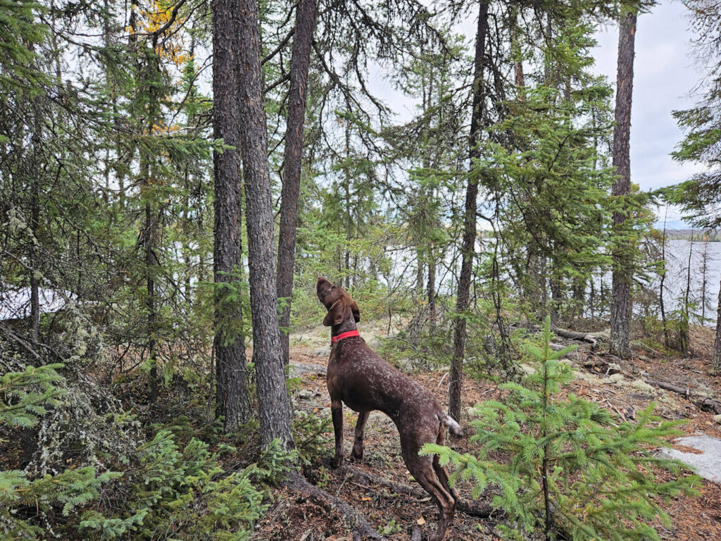 A German Shorthaired Pointer points a squirrel in a tree