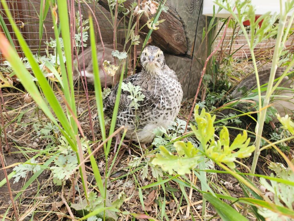 A female quail stands in an outdoor pen among weeds and grass.