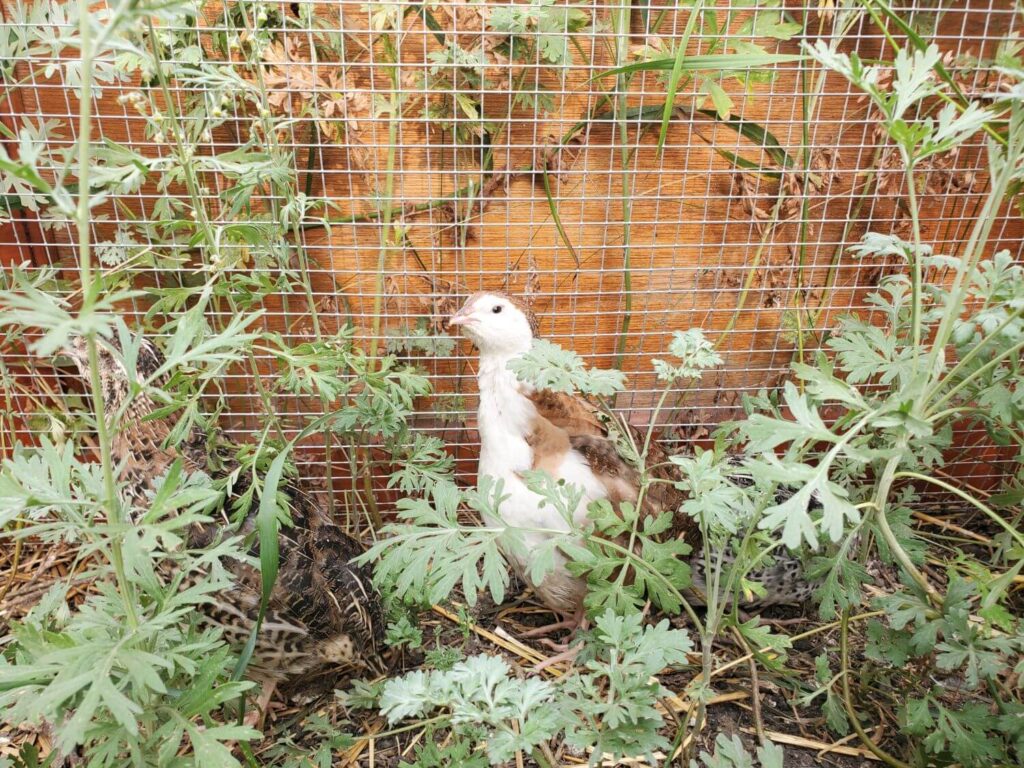 A quail stands among wormwood plants.