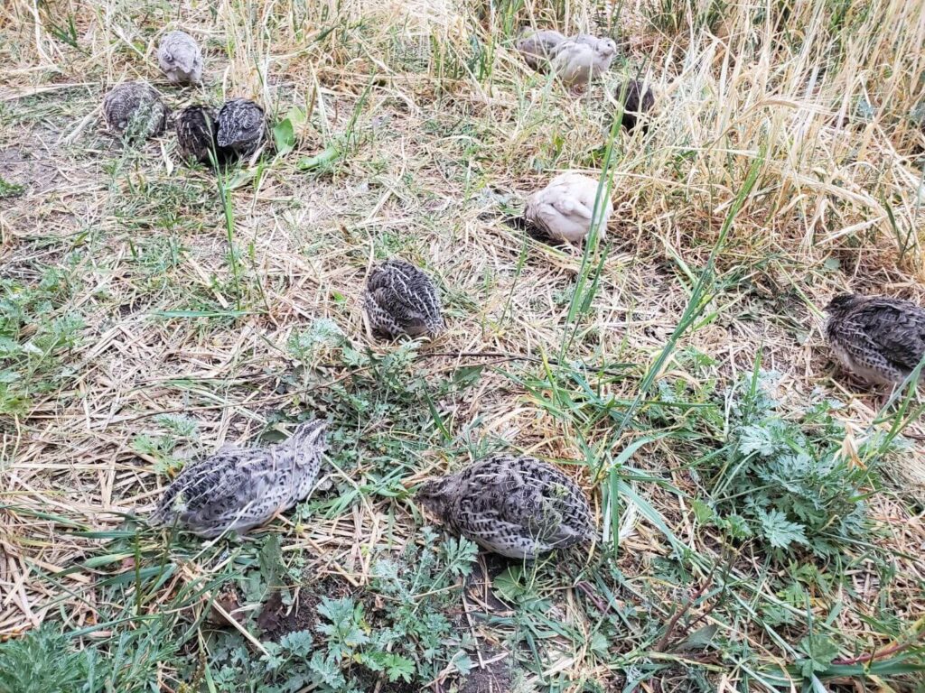 A group of quail forage among grass