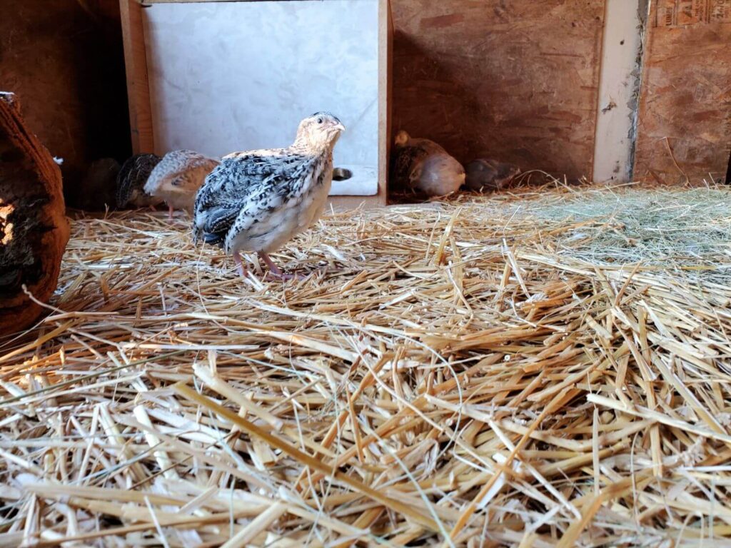 A quail stands in front of a feeder in a coop.